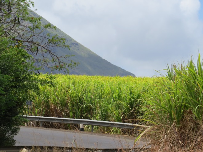 sugarcane view