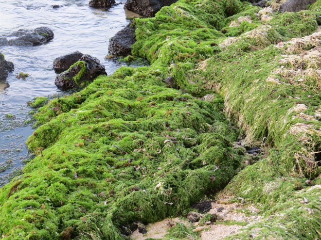 seaweed on rocks