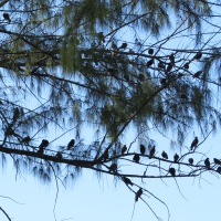 About a conference of the birds...