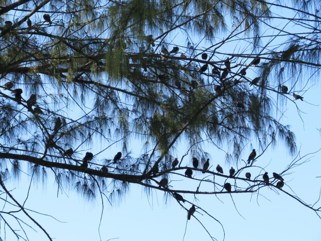 conference of birds