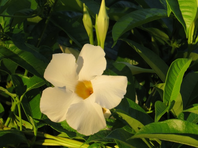 submitting white bell flower