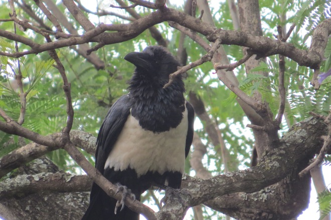 Portent Crow