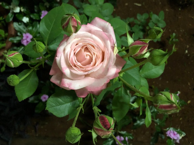 Luminous pink rose in the night garden