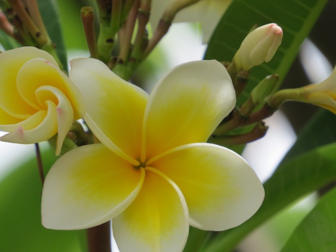 Frangipani in various stages of plan